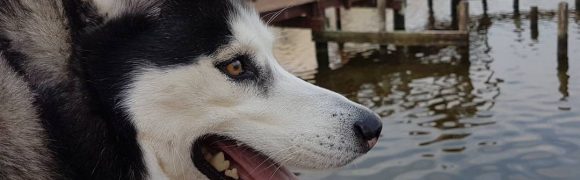Dog friendly Woodbridge Island